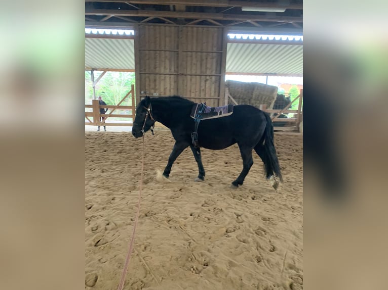 Heavy Warmblood Gelding 7 years 15.2 hh Black in Udestedt