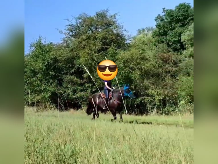 Heavy Warmblood Gelding 7 years 15.2 hh Black in Udestedt