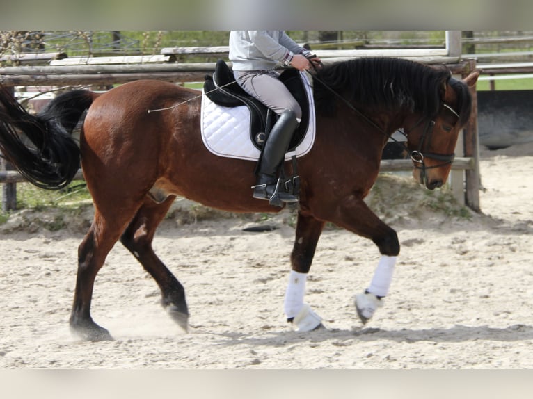 Heavy Warmblood Mix Gelding 7 years 15.3 hh Brown in Hamburg
