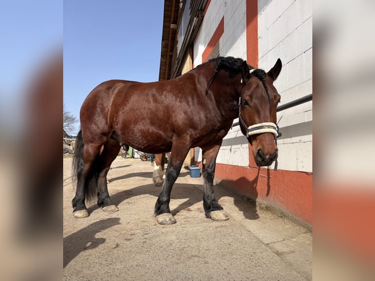 Heavy Warmblood Mix Gelding 7 years 15 hh Brown in Braunfels Bonbaden