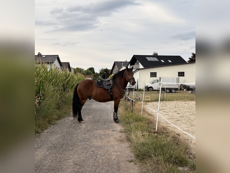 Heavy Warmblood Mix Gelding 7 years 15 hh Brown in Braunfels Bonbaden