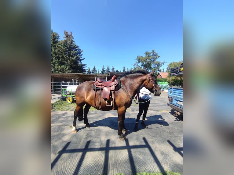 Heavy Warmblood Gelding 7 years 15,2 hh Black in Udestedt