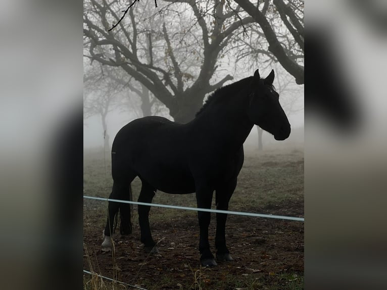 Heavy Warmblood Gelding 7 years 15,2 hh Black in Udestedt
