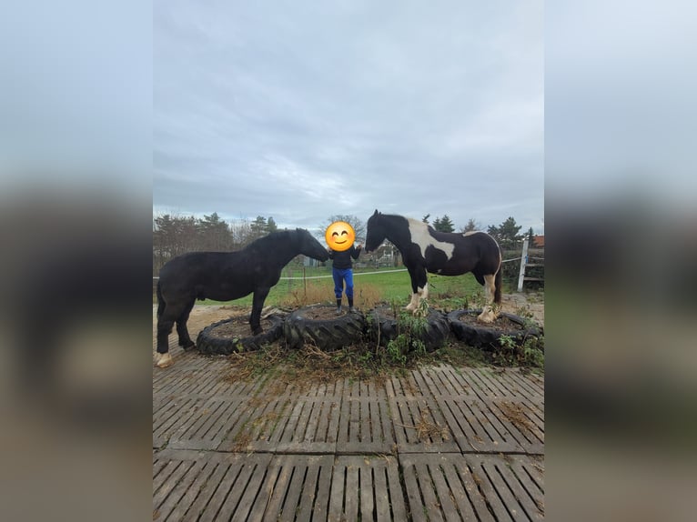 Heavy Warmblood Gelding 7 years 15,2 hh Black in Udestedt