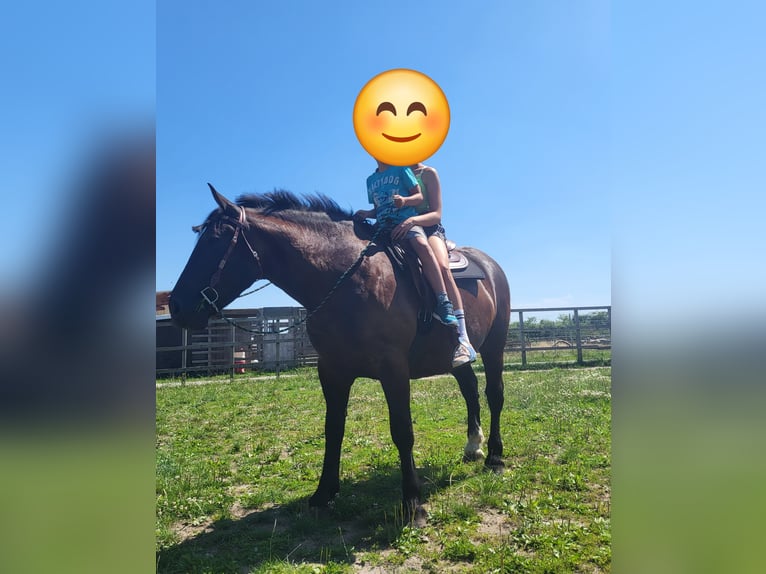 Heavy Warmblood Gelding 7 years 15,2 hh Black in Udestedt