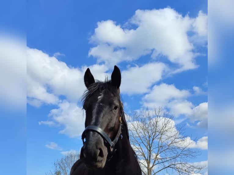 Heavy Warmblood Gelding 7 years 15,2 hh Black in Udestedt