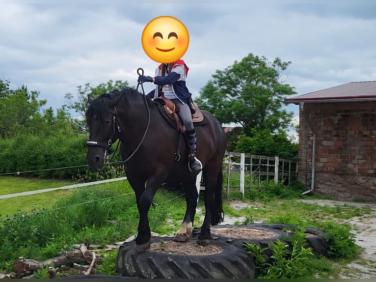 Heavy Warmblood Gelding 7 years 15,2 hh Black in Udestedt