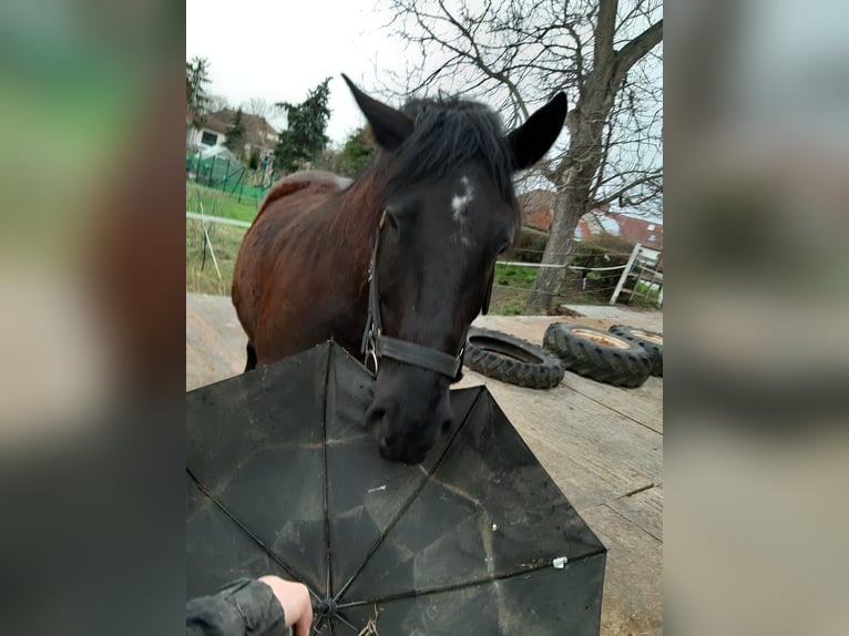 Heavy Warmblood Gelding 7 years 15,2 hh Black in Udestedt