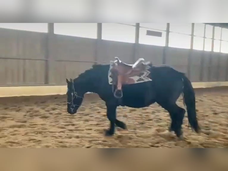 Heavy Warmblood Gelding 7 years 15,2 hh Black in Udestedt