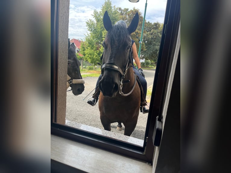 Heavy Warmblood Gelding 7 years 15,2 hh Black in Udestedt