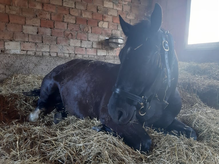 Heavy Warmblood Gelding 7 years 15,2 hh Black in Udestedt