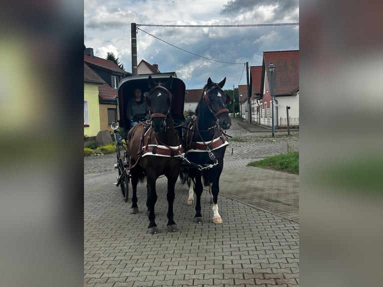 Heavy Warmblood Gelding 7 years 16,2 hh Smoky-Black in Thie&#xDF;en