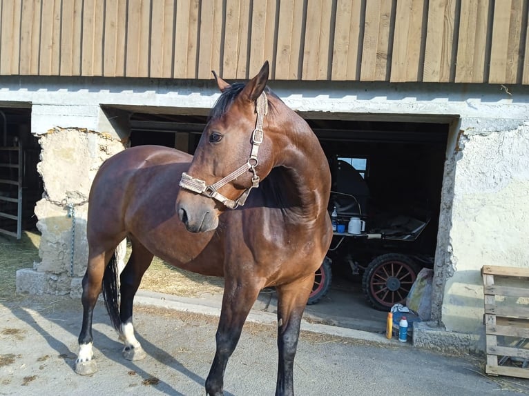 Heavy Warmblood Gelding 7 years 16 hh Brown in Stühlingen