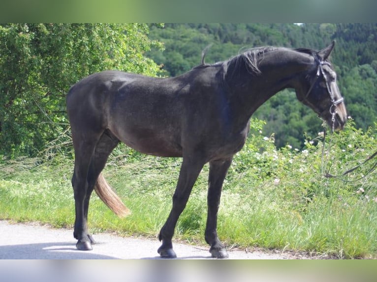 Heavy Warmblood Gelding 7 years 16 hh Gray in Stühlingen