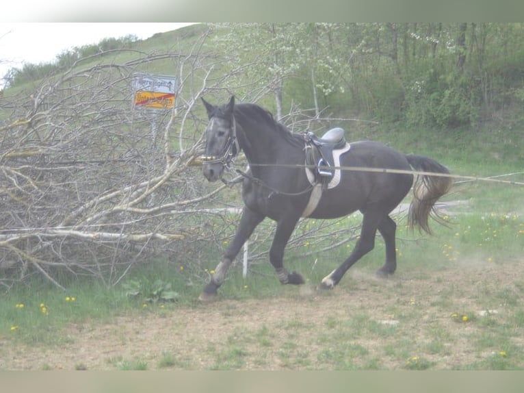 Heavy Warmblood Gelding 7 years 16 hh Gray in Stühlingen