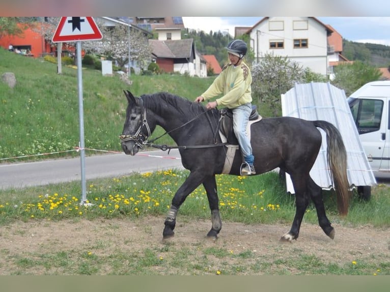 Heavy Warmblood Gelding 7 years 16 hh Gray in Stühlingen