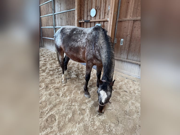 Heavy Warmblood Gelding 7 years 16 hh in Hochstadt