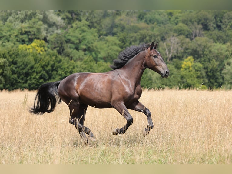 Heavy Warmblood Gelding 7 years 16,3 hh Black in Weingarten