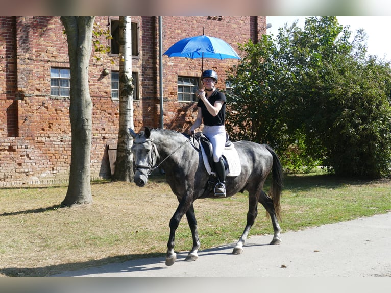 Heavy Warmblood Gelding 8 years 15,3 hh Gray in Ganschow