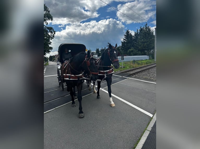 Heavy Warmblood Gelding 8 years 16.2 hh Smoky-Black in Thießen