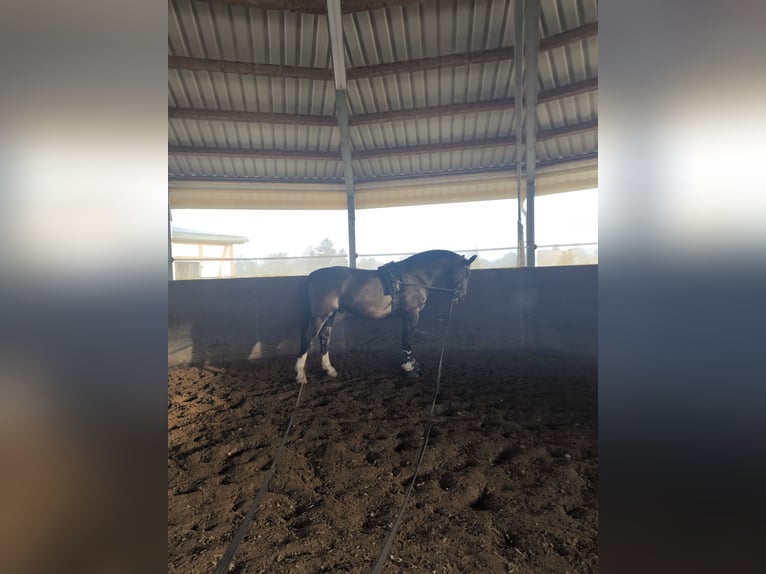 Heavy Warmblood Gelding 8 years 16 hh Black in Penig