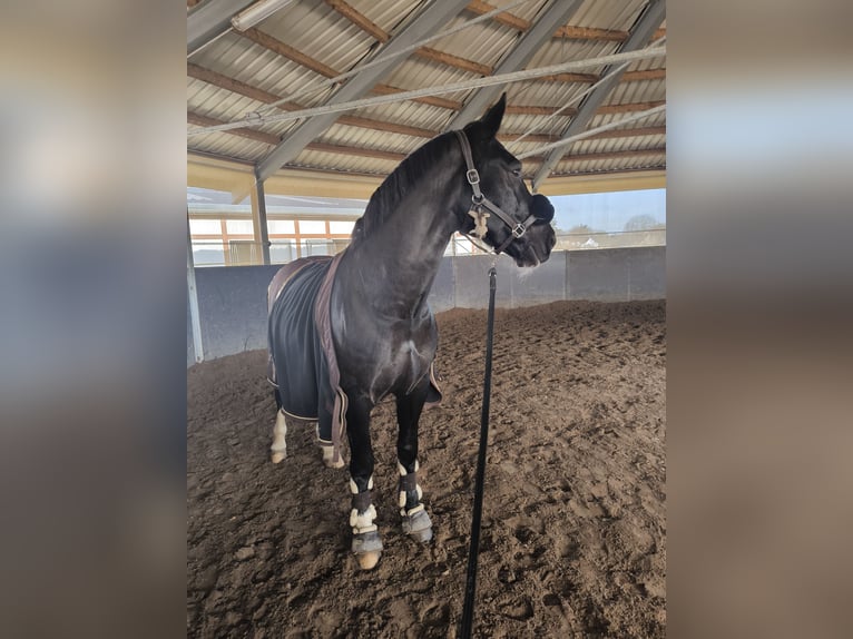 Heavy Warmblood Gelding 8 years 16 hh Black in Penig