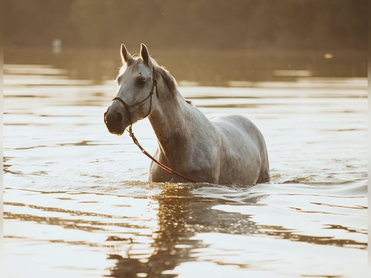 Heavy Warmblood Gelding 8 years 16 hh Gray in Haltern am See