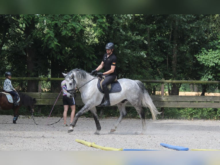 Heavy Warmblood Gelding 8 years 16 hh Gray in Haltern am See