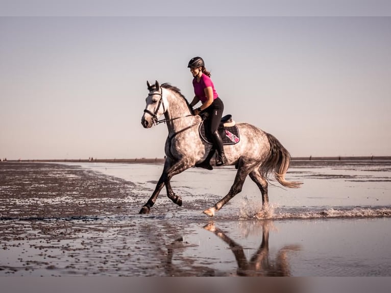 Heavy Warmblood Gelding 8 years 16 hh Gray in Haltern am See