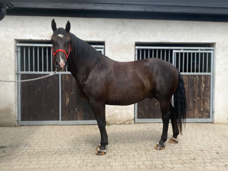 Heavy Warmblood Gelding 8 years 16,1 hh Black in G&#xF6;rlitz