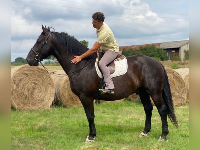 Heavy Warmblood Gelding 8 years 16,1 hh Black in G&#xF6;rlitz