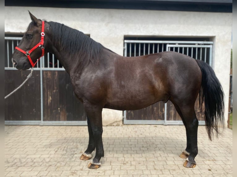 Heavy Warmblood Gelding 8 years 16,1 hh Black in G&#xF6;rlitz