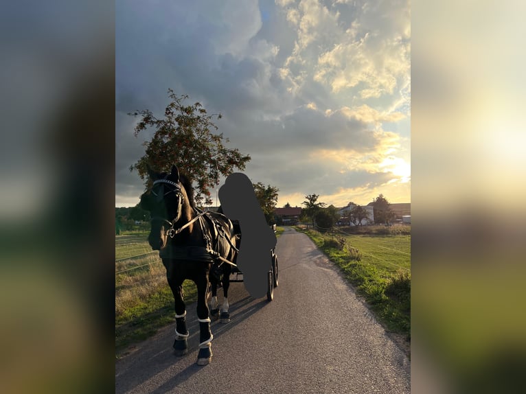 Heavy Warmblood Gelding 8 years 16,2 hh Black in Sangerhausen