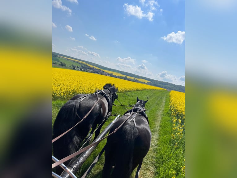 Heavy Warmblood Gelding 8 years 16,2 hh Black in Sangerhausen