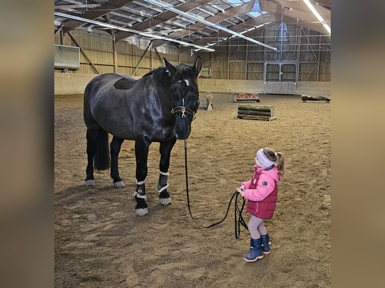 Heavy Warmblood Gelding 9 years 15,3 hh Bay-Dark in Meinisberg