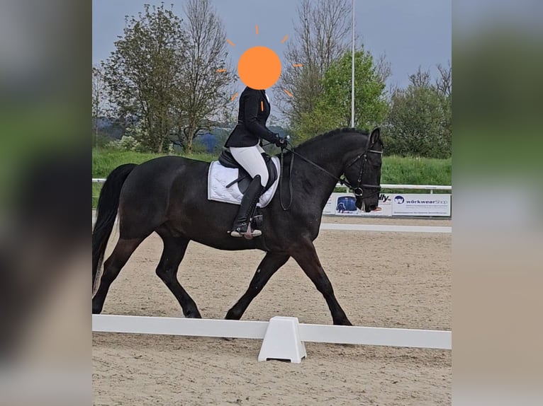 Heavy Warmblood Gelding 9 years 15,3 hh Bay-Dark in Meinisberg