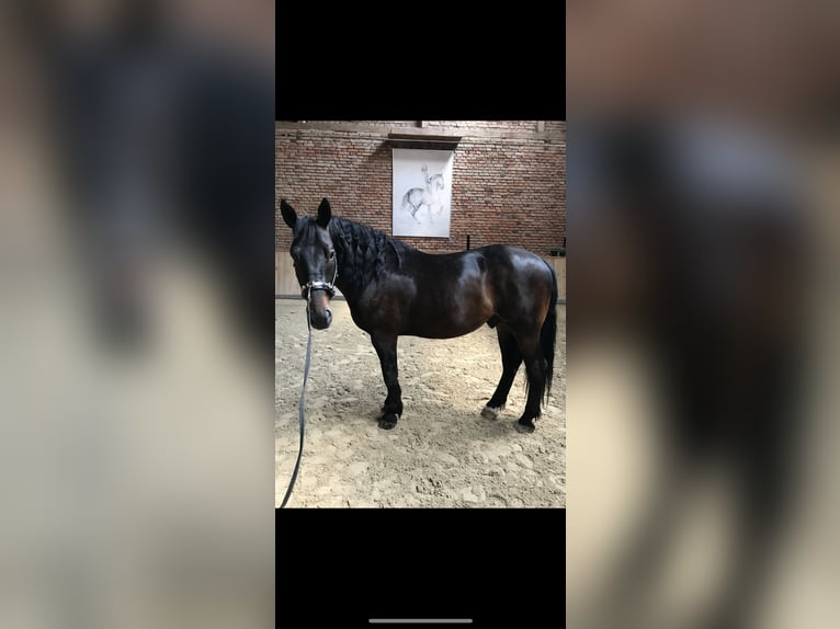 Heavy Warmblood Gelding 9 years 15,3 hh Smoky-Black in Triftern