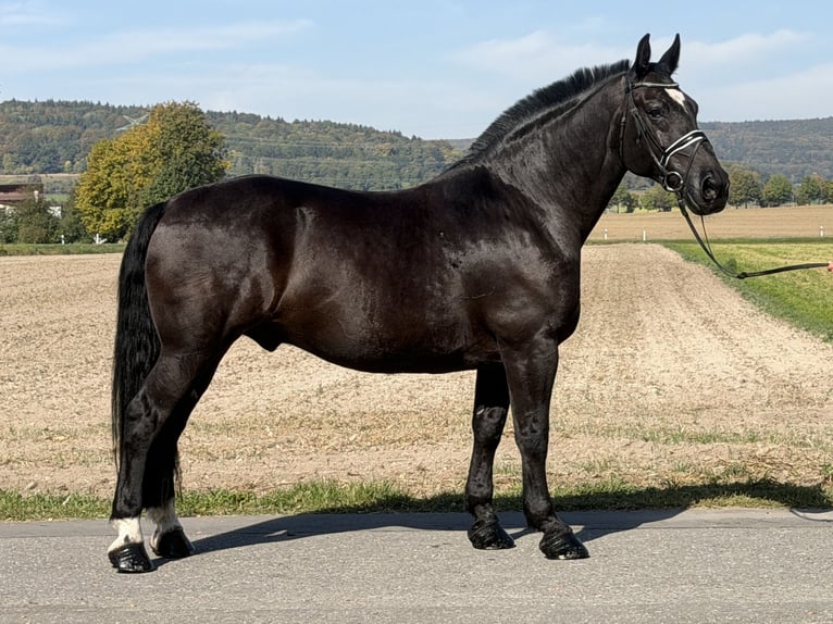 Heavy Warmblood Gelding 9 years 16.2 hh Black in Riedlingen