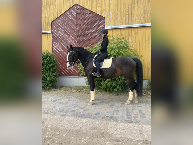 Heavy Warmblood Gelding 9 years 16 hh Bay-Dark in An der Schmücke