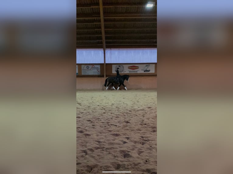 Heavy Warmblood Gelding 9 years 16 hh Bay-Dark in An der Schmücke