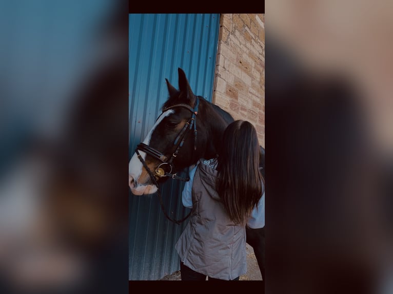 Heavy Warmblood Gelding 9 years 16 hh Bay-Dark in An der Schmücke