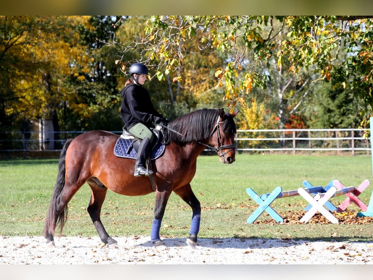 Heavy Warmblood Mix Gelding 9 years 16,1 hh Brown in Wallern im Burgenland