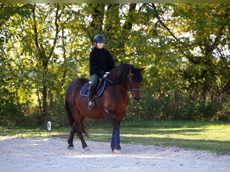 Heavy Warmblood Mix Gelding 9 years 16,1 hh Brown in Wallern im Burgenland
