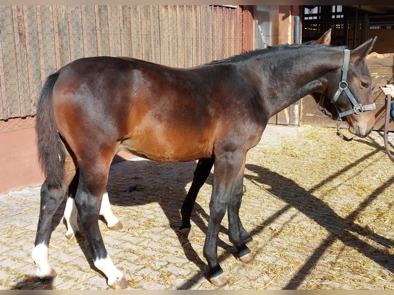 Heavy Warmblood Gelding Foal (03/2025) Brown in Lo&#xDF;burg