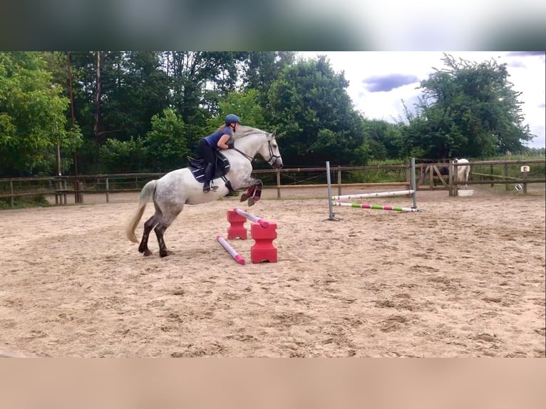 Heavy Warmblood Mix Mare 10 years 14.3 hh Grey in Mönchengladbach