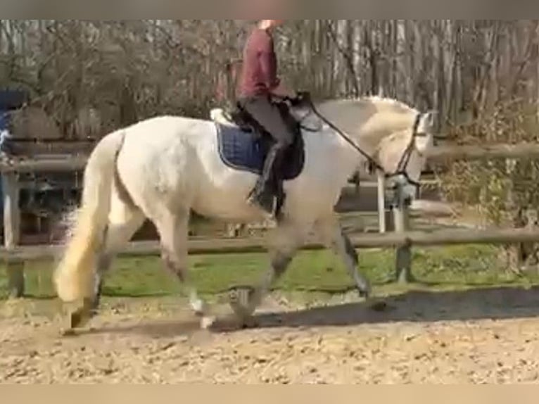 Heavy Warmblood Mix Mare 10 years 14.3 hh Grey in Mönchengladbach