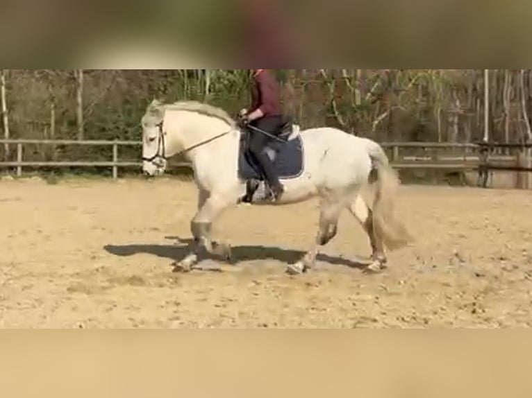 Heavy Warmblood Mix Mare 10 years 14,3 hh Grey in Mönchengladbach