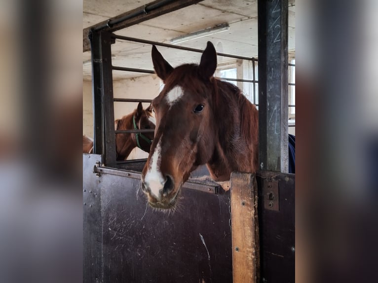 Heavy Warmblood Mare 10 years 15,1 hh Chestnut-Red in Marienberg