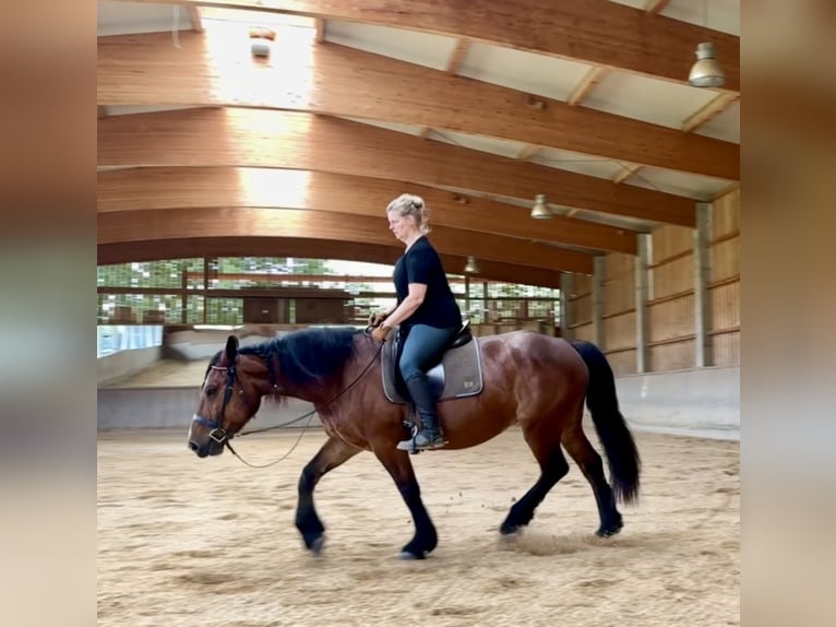 Heavy Warmblood Mix Mare 10 years 15,2 hh Brown in Tulln