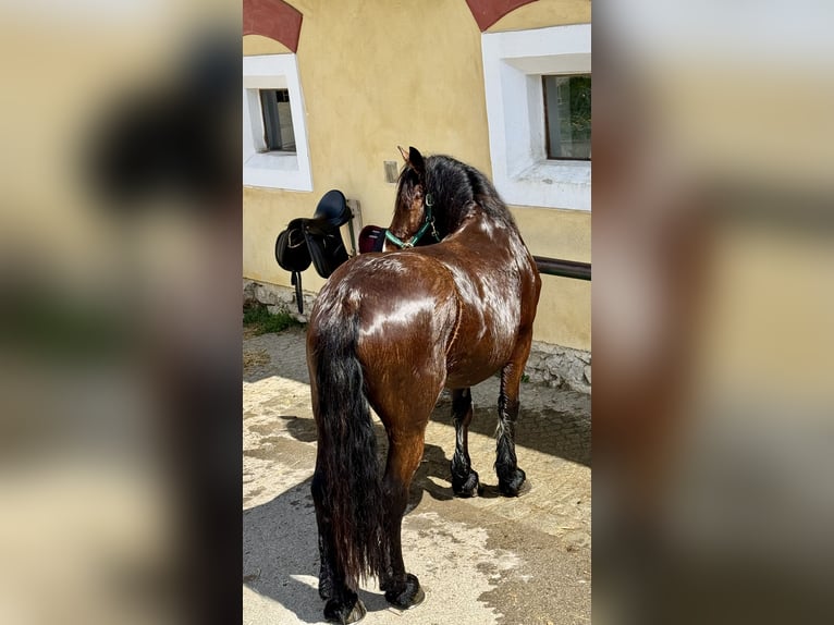 Heavy Warmblood Mix Mare 10 years 15,2 hh Brown in Tulln